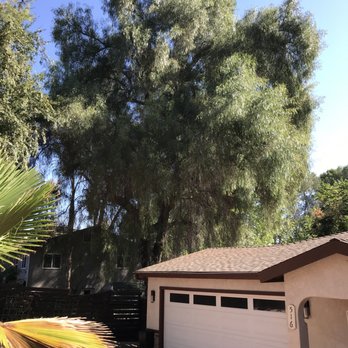Bernabe Tree Service - Before - Tree Services Near Me - Riverside, California Bernabe Tree Service - Before - Tree Services Near Me - Riverside, California