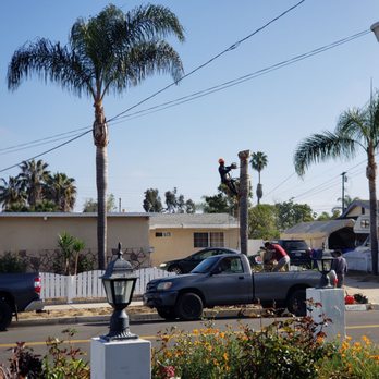 Mateo Diego - The workers Cutting Down the Palm Trees and loading the trees to their vehicles. - Tree Services Near Me - Escondido, California Mateo Diego - The workers Cutting Down the Palm Trees and loading the trees to their vehicles. - Tree Services Near Me - Escondido, California