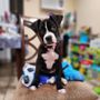 Photo of Balboa Veterinary Medical Center
