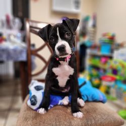 Balboa Veterinary Medical Center - Athena, after 2 weeks of outpatient treatment for Parvo!She survived it!
