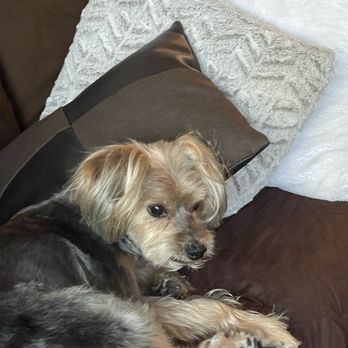 Dog Elegantes - Dog pictures - Pet Groomers Near Me - Las Vegas, Nevada