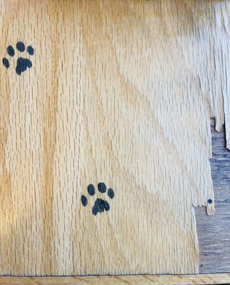 2 Cats Bar Harbor by null