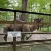 Claws 'N' Paws Animal Park gift card