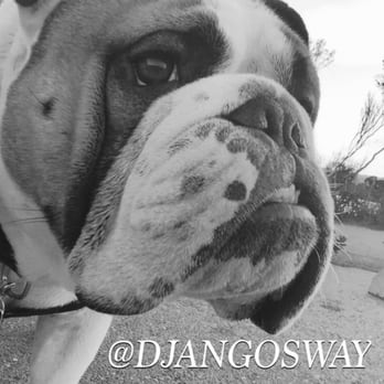 Mythic Bulldogs - That face!!!!! - Pet Breeders Near Me Mythic Bulldogs - That face!!!!! - Pet Breeders Near Me