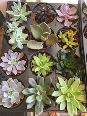 Flower Outlet & Gifts by null