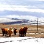 Photo of Audra's Copper Coo