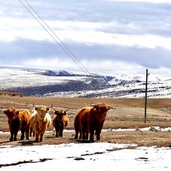Audra's Copper Coo - Till the Coos come home.