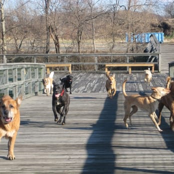 DC Doggies - Dog Walkers Near Me DC Doggies - Dog Walkers Near Me