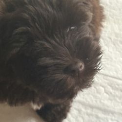 Reeser Farm And Kennels - Are puppy