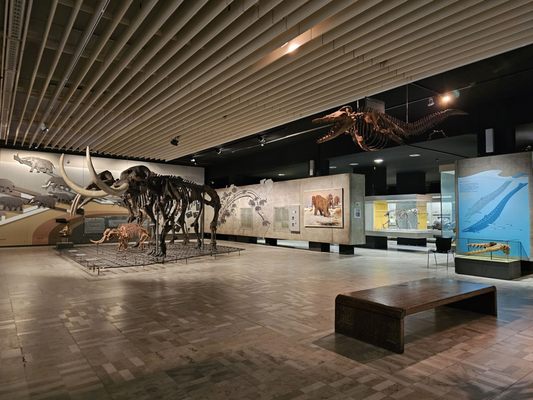 Senckenberg Nature Museum by null