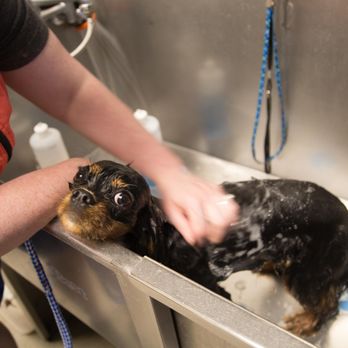 Canine to Five - Pet Groomers Near Me - Detroit, Michigan Canine to Five - Pet Groomers Near Me - Detroit, Michigan