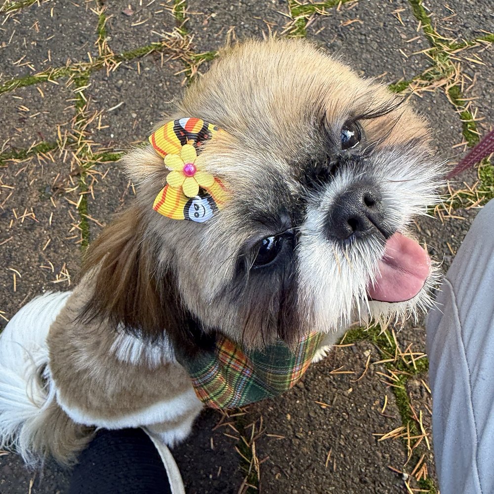 Maya: Shih Tzu, five month, female.