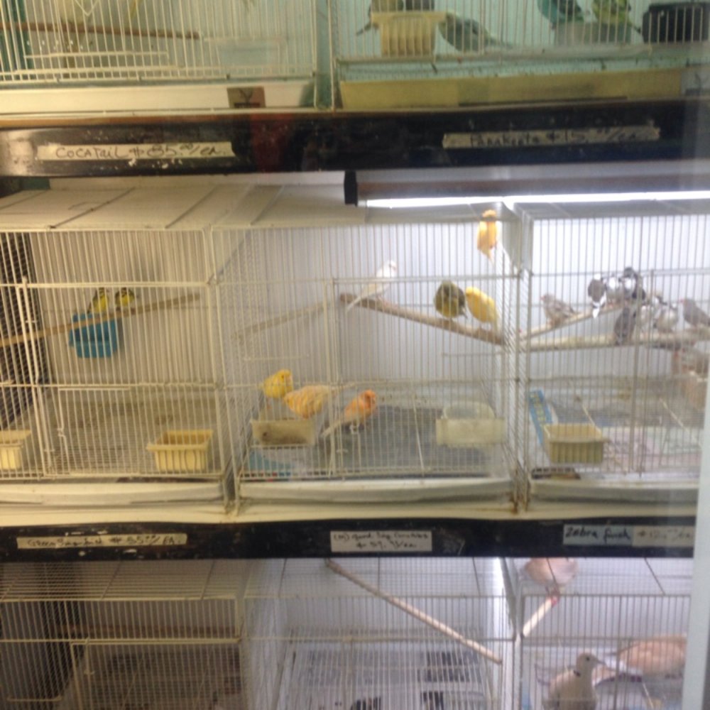 CD Aquarium - Birds - Pet Stores Near Me - San Jose, California