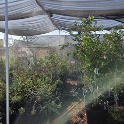 Garden Social - Citrus, shrubs and more!