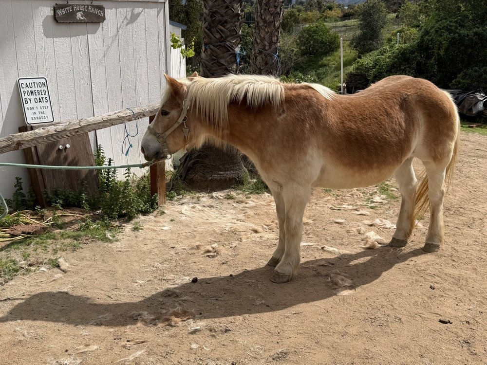 White Horse Polo Ranch Logo