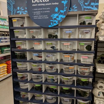 Petco - Betta fish display - Pet Stores Near Me - San Jose, California Petco - Betta fish display - Pet Stores Near Me - San Jose, California