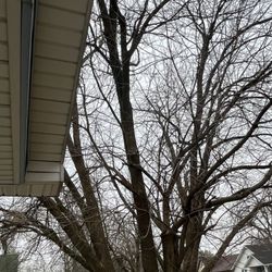 J Rechner Tree