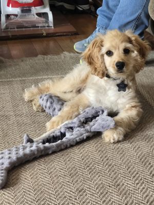 Airport Animal Clinic