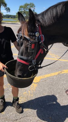 Sea Island Carriage Company by null