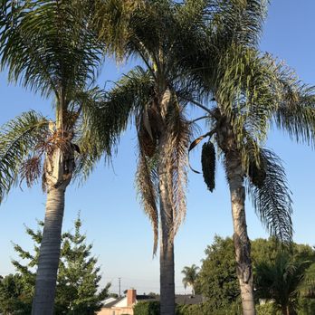Right Way Tree Service - Before shots of the palm that hadn't been trimmed properly for 3 to 4 years. - Tree Services Near Me - North Hollywood, California