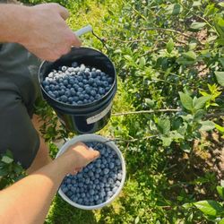 Buckets of blueberries