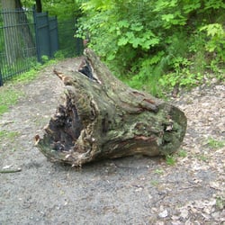 Schloss Freienwalde und Rathenau - Gedenkstätte - Mitten im Weg lag diese riesige Wurzel...