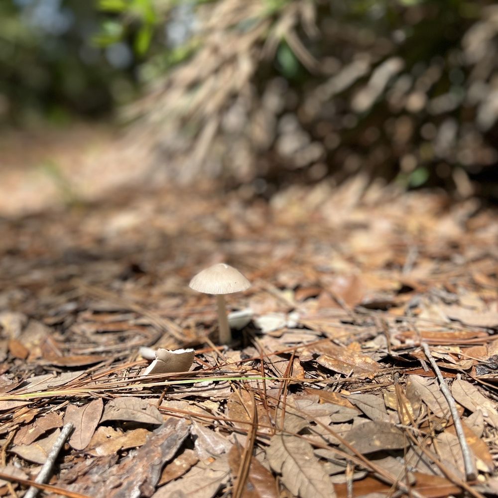 Pear Park - Hiking Near Me - Leesburg, Florida Pear Park - Hiking Near Me - Leesburg, Florida