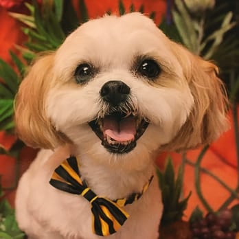 Wan Wan Paradise - Pet Groomers Near Me - Honolulu, Hawaii
