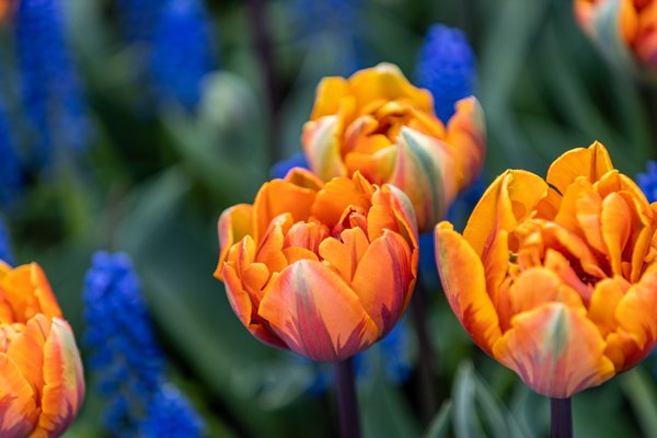 Skagit Valley Tulip Festival Headquarters by null