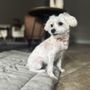 Photo of Maverick Mobile Grooming