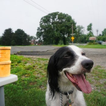 Windy Brow Farms - IG: @thedogtrine - Bakeries Near Me - Fredon Township, New Jersey Windy Brow Farms - IG: @thedogtrine - Bakeries Near Me - Fredon Township, New Jersey