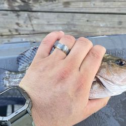Port Orange Causeway Park - Mangrove snapper