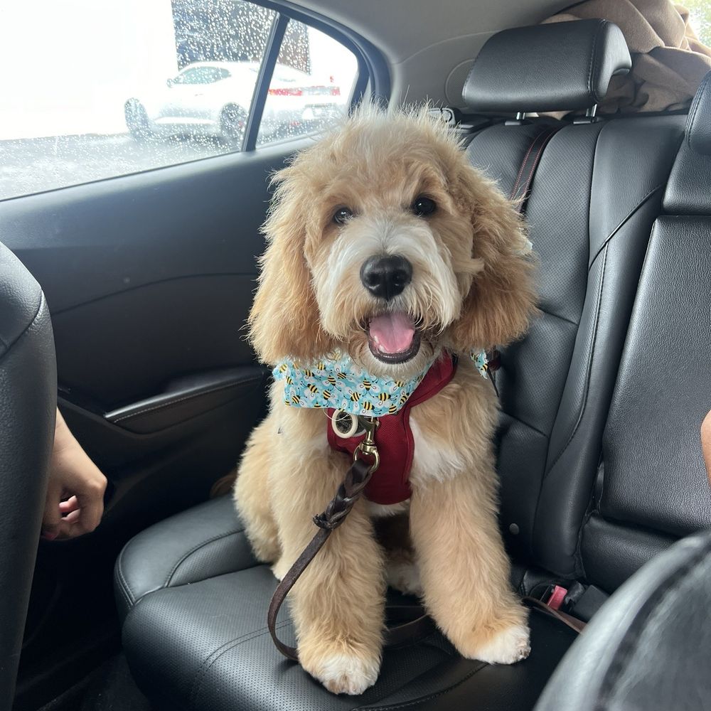 Heavenly Paws - After first bath/tidy up - Pet Groomers Near Me - Upland, California