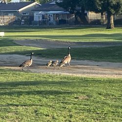 Rancho Del Rey Golf Club