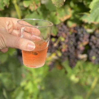 Newport Vineyards - Rose - Wineries Near Me - Middletown, Rhode Island