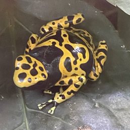Poisonous frog Poisonous frog