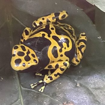 Denver Botanic Gardens - Poisonous frog - Botanical Gardens Near Me - Denver, Colorado Denver Botanic Gardens - Poisonous frog - Botanical Gardens Near Me - Denver, Colorado