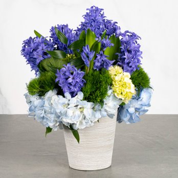 Jenny's Flowers - Tatiana - Perfectly plum purple hyacinth bulbs designed with blue hydrangea, green trick in a grey textured 6" ceramic vase. - Florists Near Me - Miami, Florida Jenny's Flowers - Tatiana - Perfectly plum purple hyacinth bulbs designed with blue hydrangea, green trick in a grey textured 6" ceramic vase. - Florists Near Me - Miami, Florida