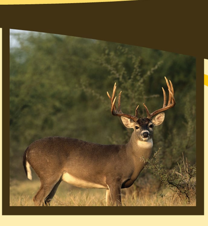 FORREST TAXIDERMY Updated August 2024 8461 81st St S, Cottage Grove, Minnesota Taxidermy