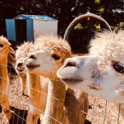 Kave Rock Farm - The ladies line up to say a hello!