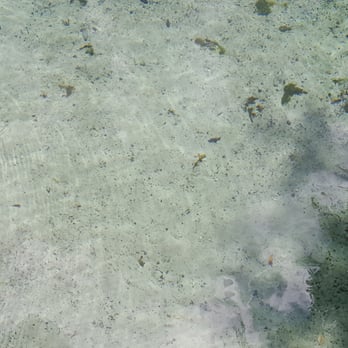 Kelly Park - Super clear water (feesh on the right!) - Hiking Near Me - Apopka, Florida Kelly Park - Super clear water (feesh on the right!) - Hiking Near Me - Apopka, Florida