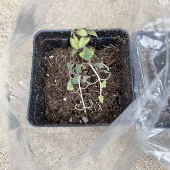 High Country Gardens - This plant was delivered upside down and nearly all the dirt was out of the pot so you could see that the root ball was tiny. - Nurseries & Gardening Near Me - Albuquerque, Colorado