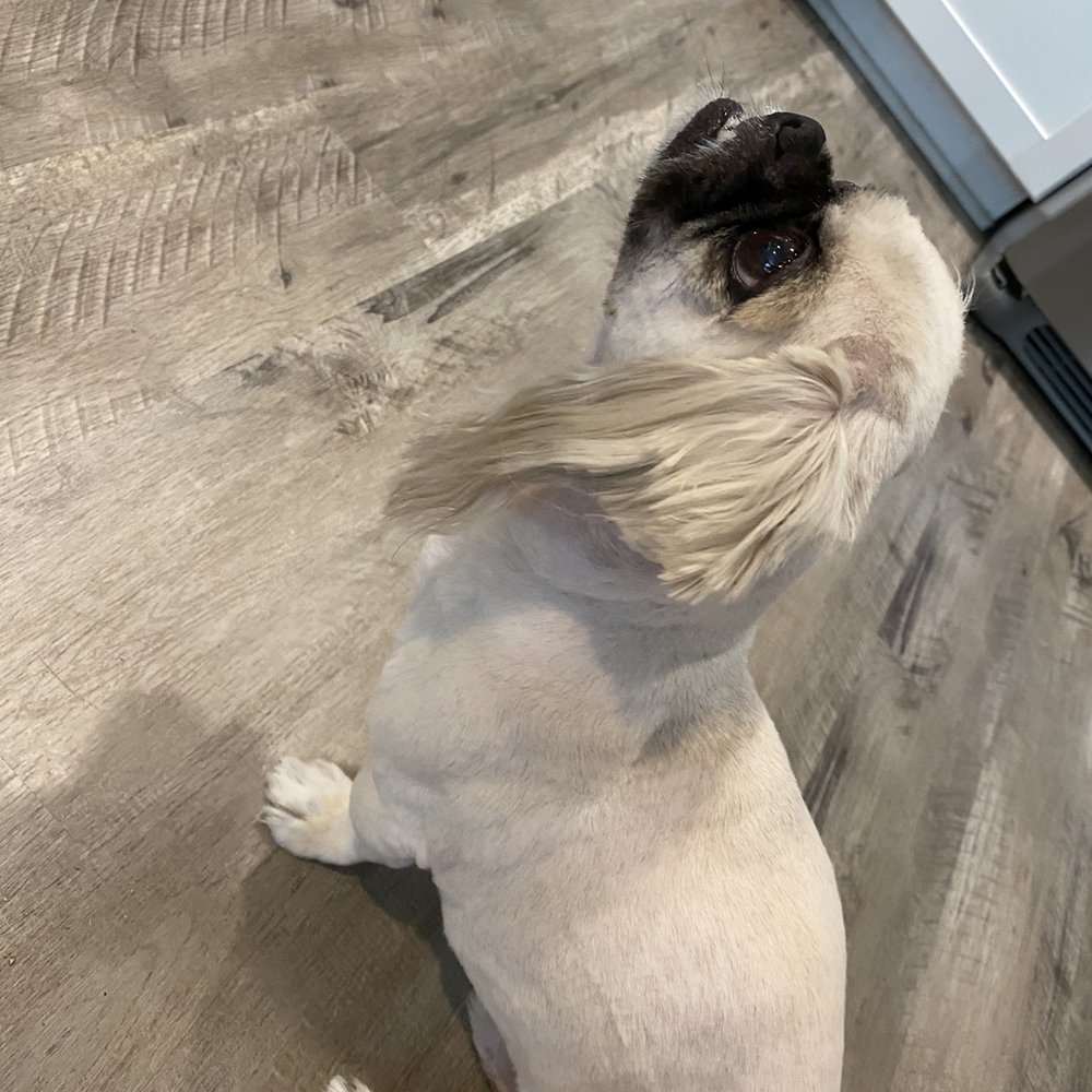 Paws & Claws - His ears are cut terribly and choppy. - Pet Groomers Near Me - Kannapolis, North Carolina Paws & Claws - His ears are cut terribly and choppy. - Pet Groomers Near Me - Kannapolis, North Carolina