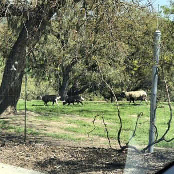 High Ridge Manor - Just a glimpse of the life animals the Lord has made - Bed & Breakfast Near Me - Paso Robles, California