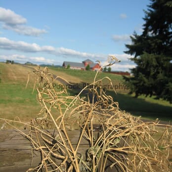 King Estate Winery - Wineries Near Me - Eugene, Oregon King Estate Winery - Wineries Near Me - Eugene, Oregon