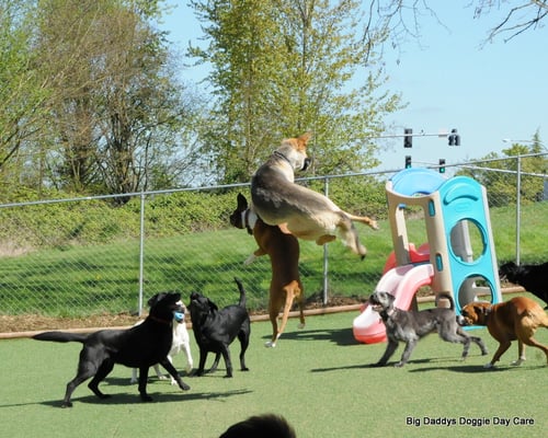 big daddy's doggie daycare