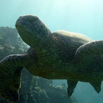 NeverDry Divers - Scuba Diving Near Me - Kihei, Hawaii