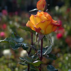 Tabares Nursery - Https://tabaresnursery.com/