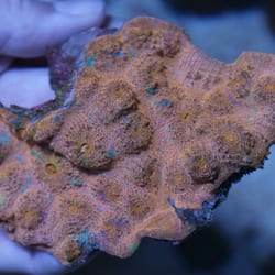 Coral Connection