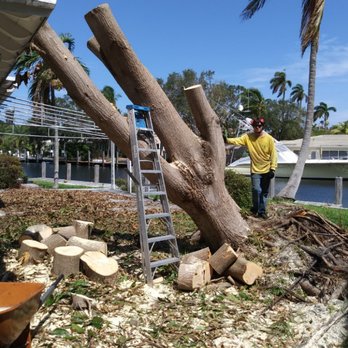 Trees With Leaves - Trees With Leaves Inc - Tree Services Near Me - Pompano Beach, Florida Trees With Leaves - Trees With Leaves Inc - Tree Services Near Me - Pompano Beach, Florida